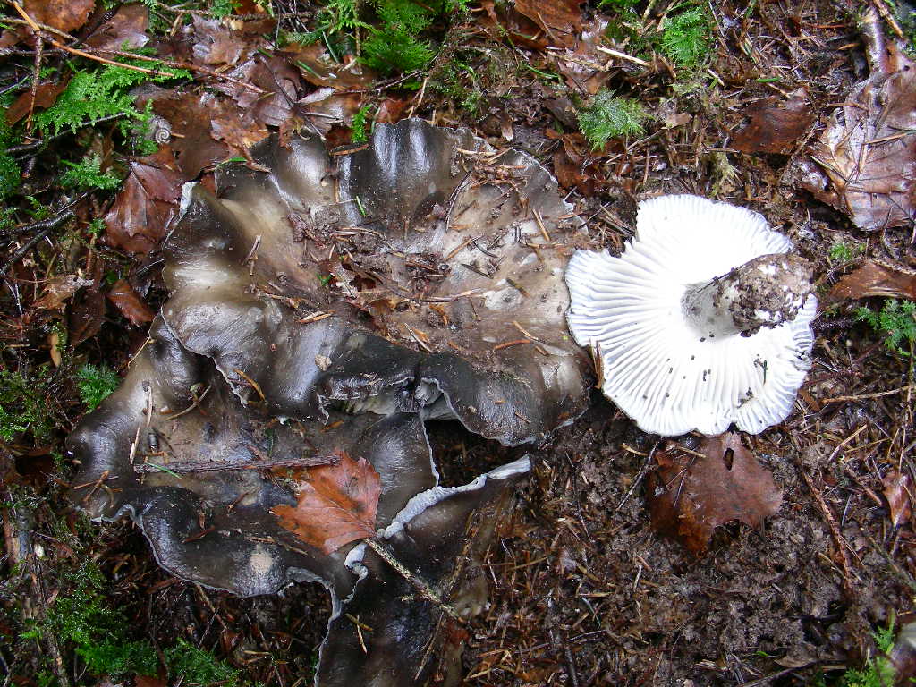 Chi cerca ...trova (Hygrophorus marzuolus)